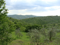 Viini ja oliivitarhoja